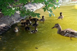 This picture represents my wishful fantasizing. How cute are ducklings?!