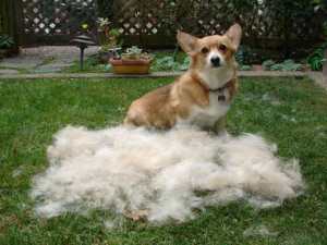 Not my dog. Haven't brushed them yet, remember. This pic is pretty much why.